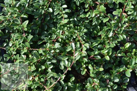 Cotoneaster dammeri