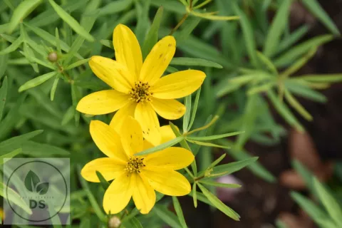 Coreopsis vert. 'El Dorado'