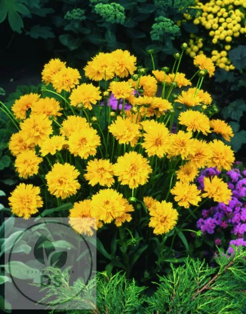 Coreopsis grand. 'Early Sunrise'