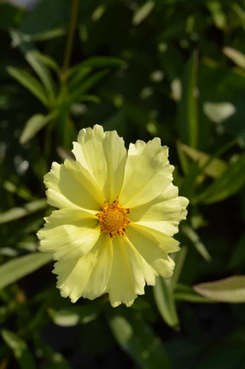 Coreopsis hybr. 'Full Moon'