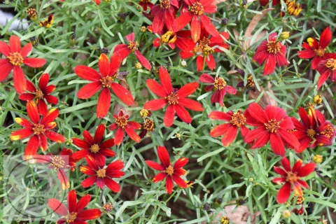 Coreopsis vert. 'Ladybird'
