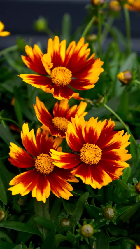 Coreopsis hybr. 'Li'l Bang Daybreak'