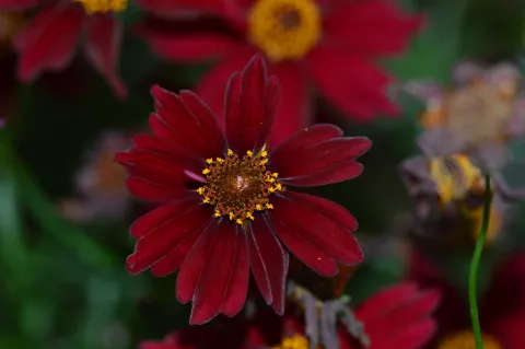 Coreopsis hybr. 'Limerock Ruby'