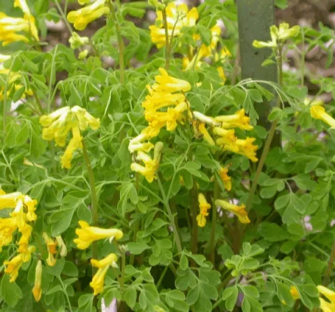 Corydalis lutea