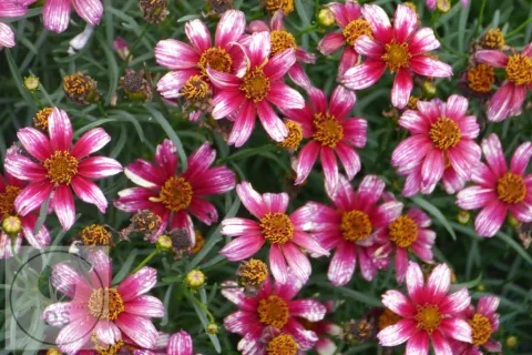 Coreopsis vert. 'Madras Magic'