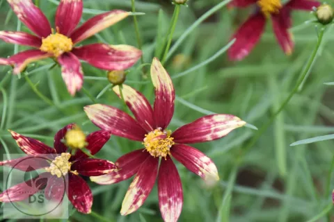 Coreopsis vert. 'Route 66'