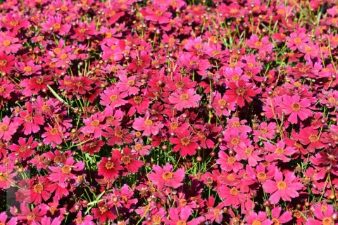 Coreopsis vert. 'Ruby Red'