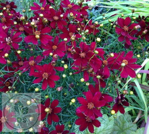 Coreopsis vert. 'Red Satin'