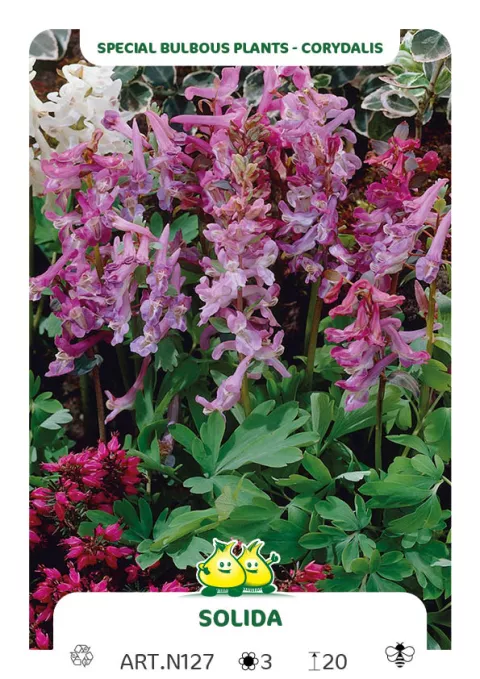 Corydalis solida
