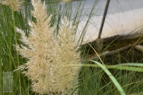 Cortaderia sell. 'Sunningdale Silver'