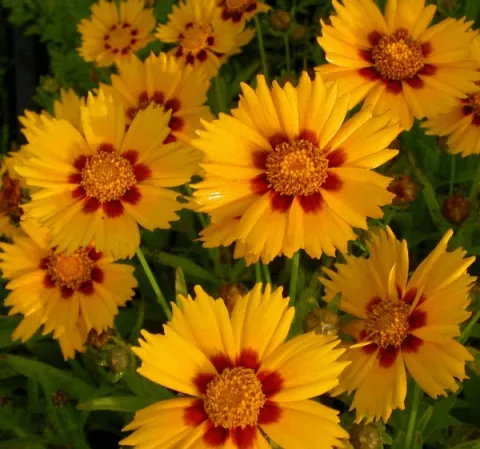 Coreopsis lanc. 'Sterntaler'