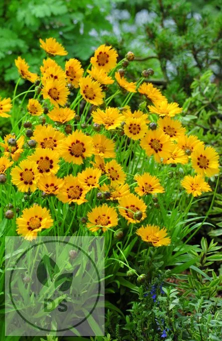 Coreopsis grand. 'Sunfire'