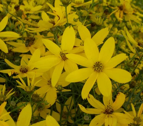 Coreopsis vert. 'Zagreb'