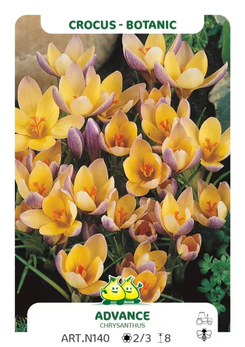 Crocus bot. 'Advance'