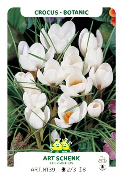 Crocus bot. 'Art Schenk'