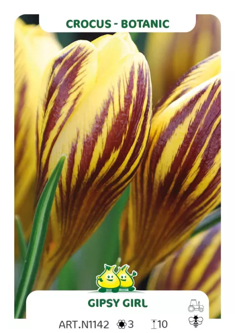 Crocus bot. 'Gipsy Girl'