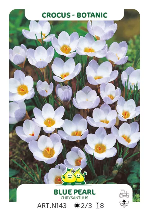 Crocus bot. 'Blue Pearl'