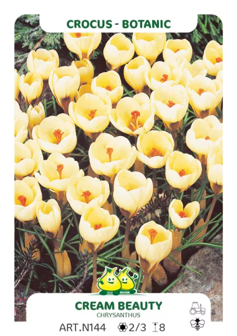 Crocus bot. 'Cream Beauty'