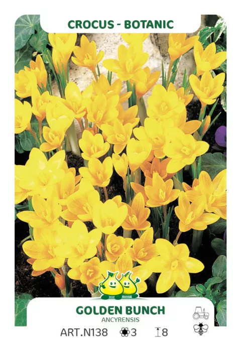 Crocus ancyrensis 'Golden Bunch'