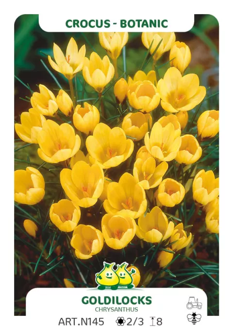 Crocus bot. 'Goldilocks'