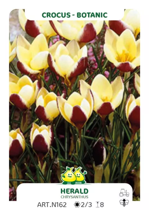 Crocus bot. 'Herald'