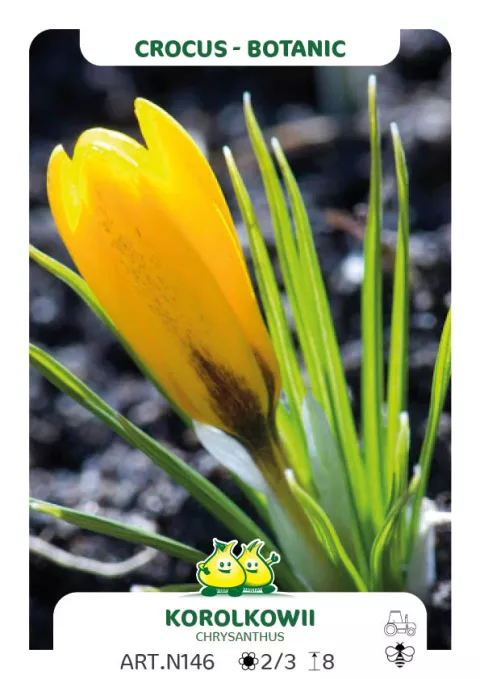 Crocus bot. 'Korolkowii'