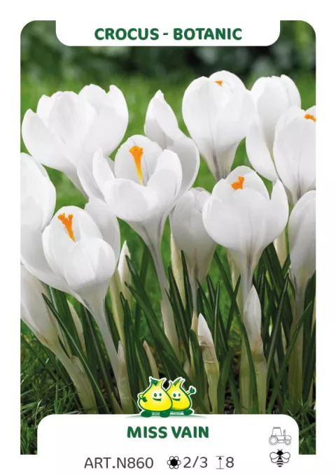 Crocus bot. 'Miss Vain'