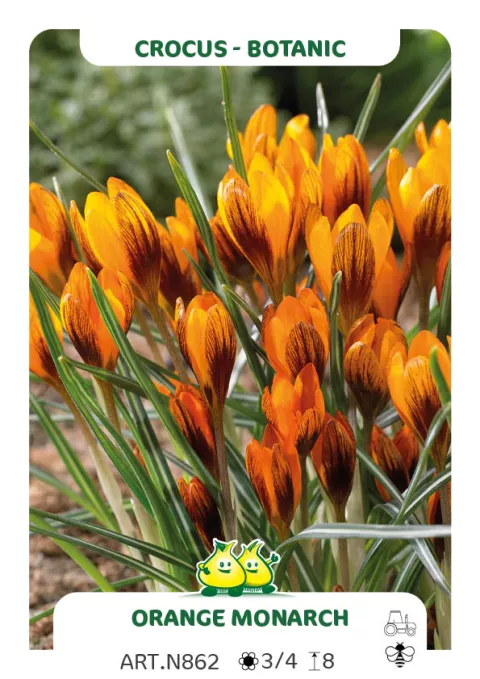 Crocus bot. 'Oranje Monarch'