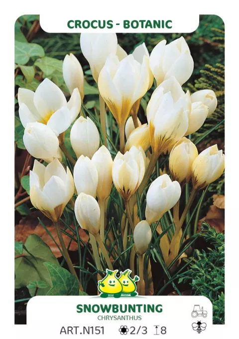 Crocus bot. 'Snowbunting'