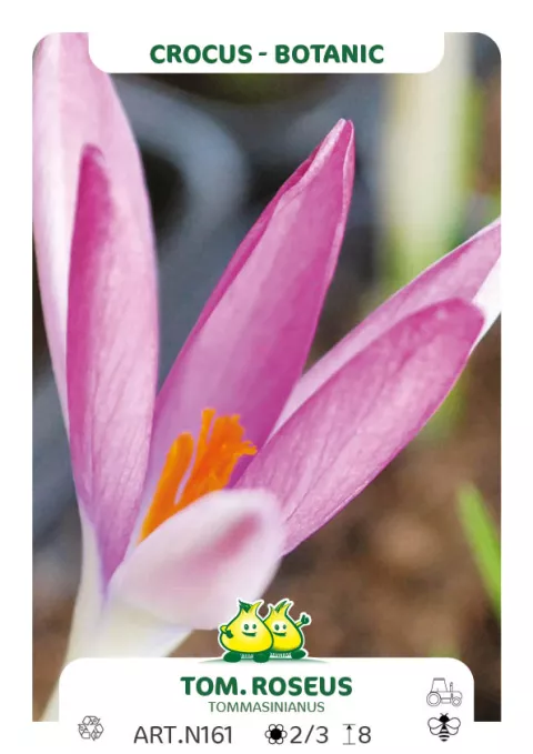 Crocus bot. 'Tommasinianus Roseus'