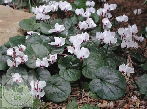 Cyclamen coum 'Alba'