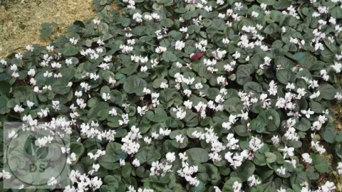 Cyclamen coum 'Alba'
