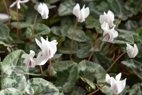 Cyclamen hed. 'Alba'