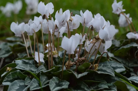 Cyclamen hed. 'Album'