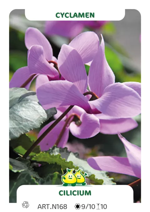 Cyclamen cilicum
