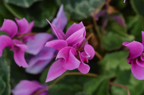 Cyclamen hederifolium (='Rosenteppich')