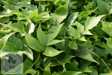 Cyrtomium macrophyllum (grootbladige ijzervaren)