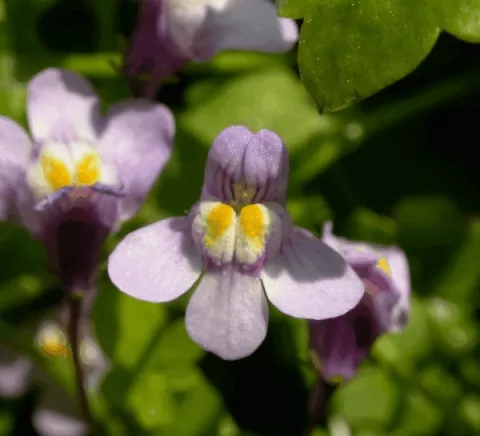 Cymbalaria muralis