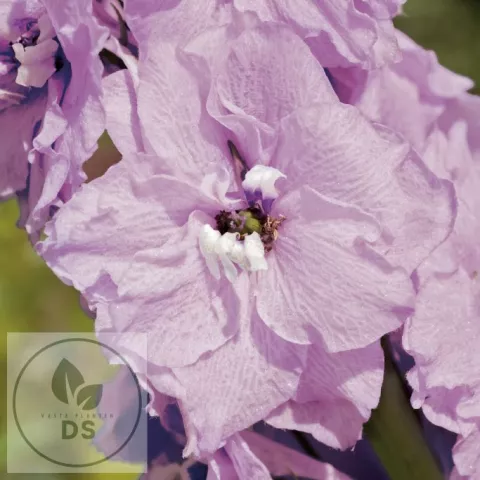 Delphinium (P) 'Astolat'