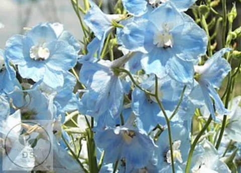 Delphinium (B) 'Ballkleid'
