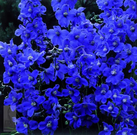 Delphinium (B) 'Bellamosum'