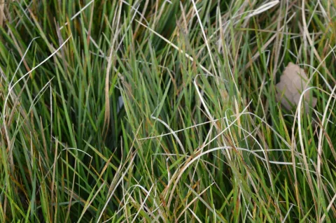 Deschampsia cesp. 'Bronzeschleier'