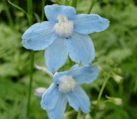 Delphinium (B) 'Cliveden Beauty'