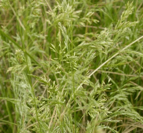 Deschampsia cespitosa