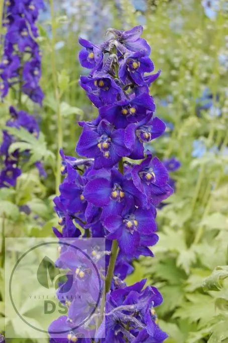 Delphinium (B) 'Kleine Nachtmusik'