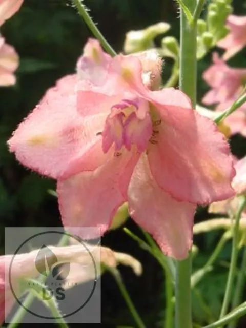 Delphinium x ruysii 'Pink Sensation'