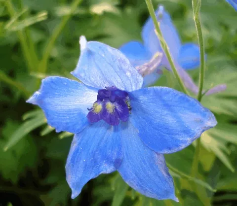 Delphinium (B) 'Voelkerfrieden'