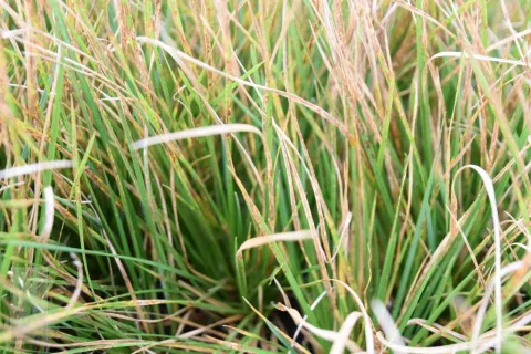 Deschampsia cesp. 'Waldschrat'