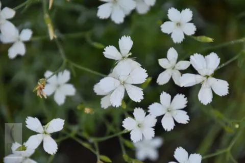 Dianthus delt. 'Albiflorus'