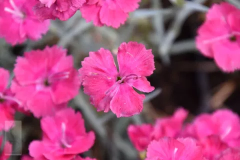 Dianthus grat. 'Badenia'